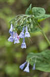 Virginia bluebells